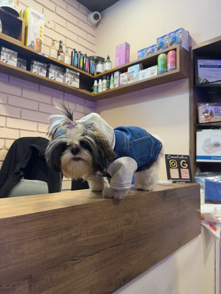 Pet grooming client transformation